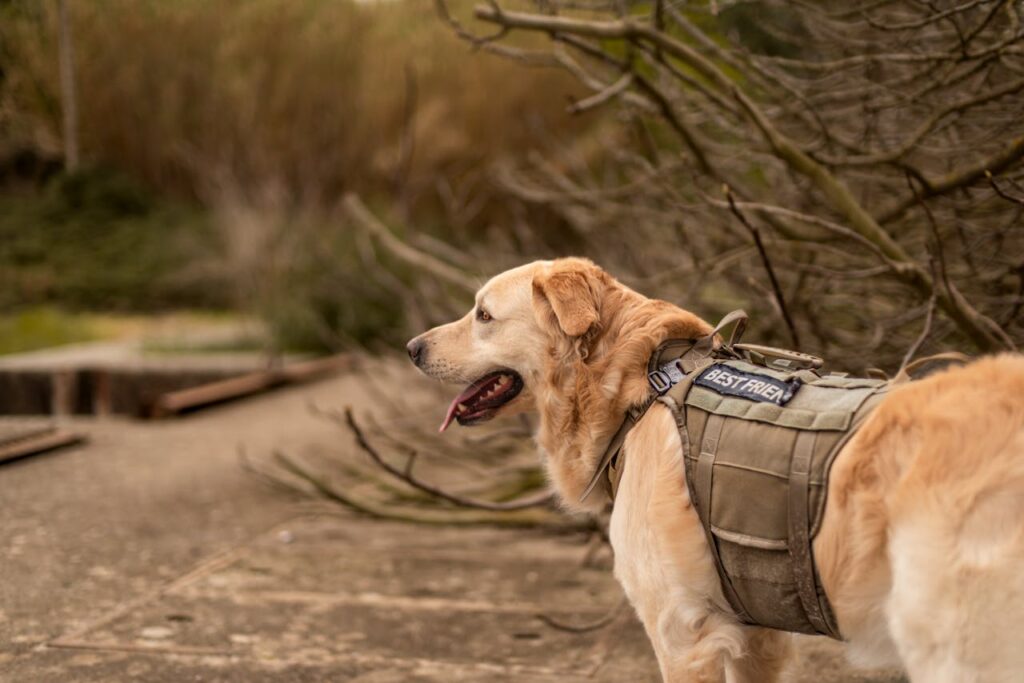 The Role of Service Animals