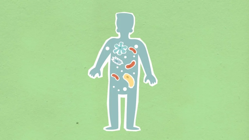 A strong nervous system doesn’t just depend on what you eat—it also depends on how well your body absorbs nutrients. The gut plays a crucial role in nerve healing, as it processes the vitamins, minerals, and antioxidants needed for nerve repair.