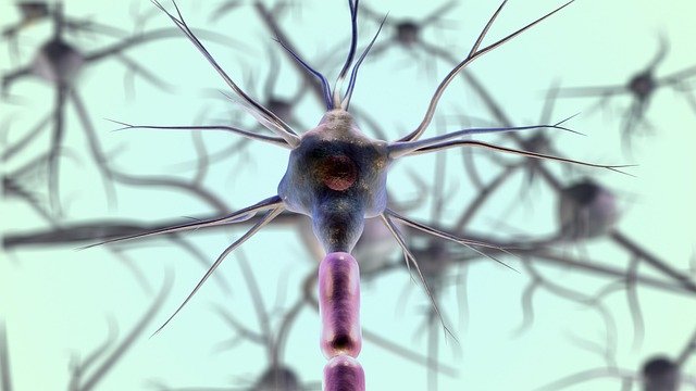 What Clinicians Should Know About Neural Learning in Bionic Limbs