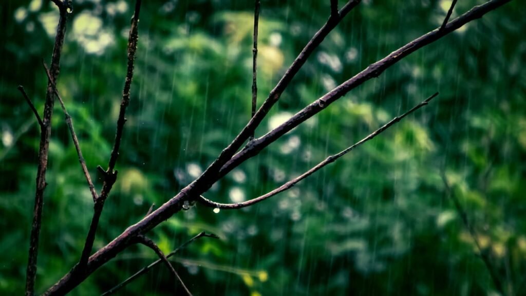 Monsoon-Proof Prosthetic Care: Mumbai, Chennai, and Kochi Tips
